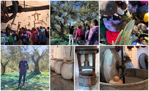 Una gita tra gli ulivi a Costa d'Oneglia, gli alunni della primaria di Castelvecchio in visita al frantoio Una gita tra gli ulivi a Costa d'Oneglia, gli alunni della primaria di Castelvecchio in visita al frantoio
