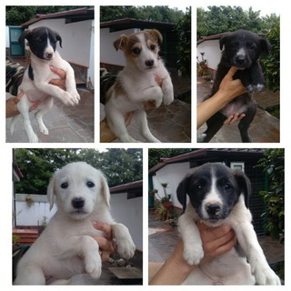 Sanremo: cinque bellissimi cuccioli in cerca di nuove famiglie Sanremo: cinque bellissimi cuccioli in cerca di nuove famiglie