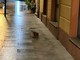 Pezzo di cornicione cede in corso Garibaldi a Porto Maurizio: sfiorata la tragedia Pezzo di cornicione cede in corso Garibaldi a Porto Maurizio: sfiorata la tragedia