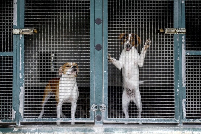 ACCADDE OGGI,  29 SETTEMBRE 1983. Il triste destino dei cani abbandonati: senza casa e osteggiati da tutti