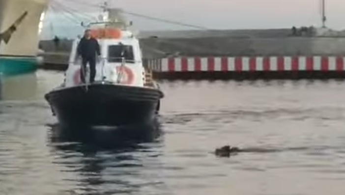 Ospite inaspettato al festival di Sanremo: dal mare arriva un cinghiale