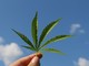 Cannabis: l’importanza degli oli vettore