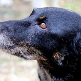 Un gesto d'amore per San Valentino: adotta a distanza un amico a quattro zampe
