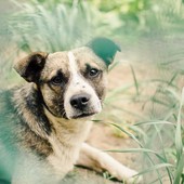Allerta anche in Riviera per una nuova truffa: "Abbiamo ritrovato il tuo cane ma devi pagare" Allerta anche in Riviera per una nuova truffa: "Abbiamo ritrovato il tuo cane ma devi pagare"