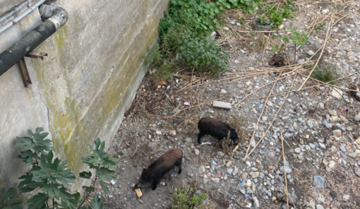 Dare cibo agli animali selvatici è reato, ma a Imperia c’è chi ignora la normativa