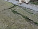 Due cagnoloni esausti e affamati ritrovati a Ottano, frazione di Pornassio. Si cercano i proprietari