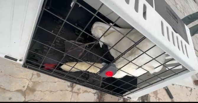 Cigno in difficoltà sul molo lungo di Oneglia: recuperato e affidato alle cure della Vigilanza Animale Regionale