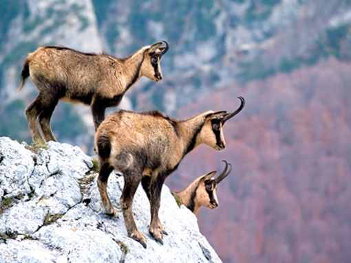 Mendatica: settimana di escursioni per vedere da vicino i camosci sulla cima del Monte Monega Mendatica: settimana di escursioni per vedere da vicino i camosci sulla cima del Monte Monega