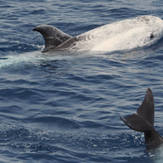 A Imperia arriva il Sentiero Pelagos Blueway con dodici pannelli infografici