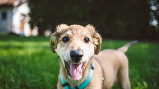 Imperia rafforza la tutela degli animali: al via il servizio di accoglienza e cura Imperia rafforza la tutela degli animali: al via il servizio di accoglienza e cura