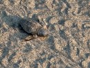 Caretta caretta, il vicepresidente della Regione Piana: "Stagione straordinaria per la biodiversità marina" Caretta caretta, il vicepresidente della Regione Piana: "Stagione straordinaria per la biodiversità marina"