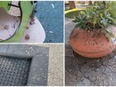 Parco giochi Mascarello di Diano Marina, l’appello dei genitori: "Bambini, qui non si gioca più per lo schifo" Parco giochi Mascarello di Diano Marina, l’appello dei genitori: "Bambini, qui non si gioca più per lo schifo"