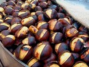 A Pieve di Teco è già tempo di “Castagne & motori” A Pieve di Teco è già tempo di “Castagne & motori”