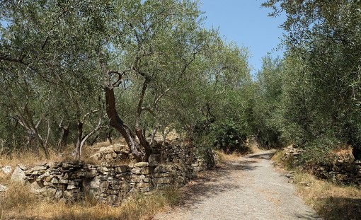 Domenica 27 ottobre torna la 'Camminata tra gli olivi', 17 le regioni che hanno aderito