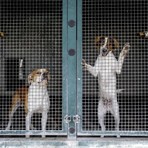 ACCADDE OGGI,  29 SETTEMBRE 1983. Il triste destino dei cani abbandonati: senza casa e osteggiati da tutti
