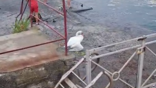 Cigno in difficoltà nel porto di Oneglia, apprensione per le sue condizioni