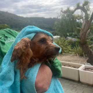 Dramma di Borgomaro: il cagnolino salvato simbolo di speranza