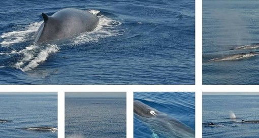 Imperia: quindici balenottere a largo di capo Mele, lo straordinario spettacolo immortalato dai passeggeri del Whalewatch (Foto e Video)