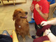 A Imperia un corso per diventare volontari della pet therapy