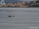 Delfini vicino alla costa imperiese diventato l’habitat privilegiato del mar Ligure