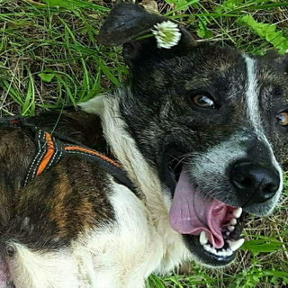 Chiusavecchia: canile "Gli Ulivi" cerchiamo una casa per Duffy Chiusavecchia: canile "Gli Ulivi" cerchiamo una casa per Duffy