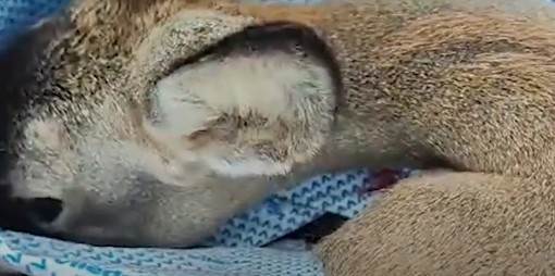 Salvataggio in extremis a Diano Marina per un cucciolo di capriolo investito da un’auto Salvataggio in extremis a Diano Marina per un cucciolo di capriolo investito da un’auto