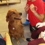 A Imperia un corso per diventare volontari della pet therapy