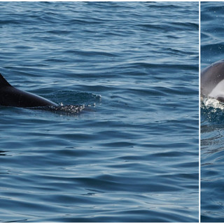 Mamma e cucciolo nuotano davanti alla costa imperiese