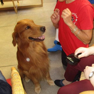 A Imperia un corso per diventare volontari della pet therapy