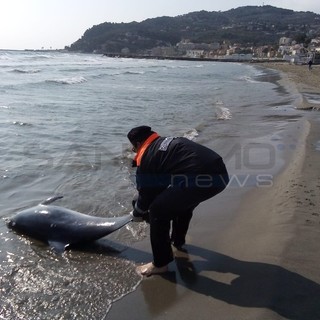 Diano Marina: trovato delfino spiaggiato, la carcassa è stata rimossa dalla Guardia Costiera