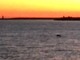 Imperia: un delfino sguazza tra le onde alla foce nei pressi della costa. Lo spettacolo ripreso da un pescatore (video)