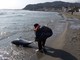 Diano Marina: trovato delfino spiaggiato, la carcassa è stata rimossa dalla Guardia Costiera
