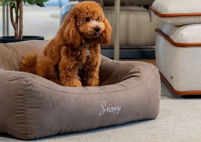 Sanremo, weekend “Cuccioloso&Family” da Divani&Divani: attività gratuite per i tuoi animali, ma affrettati a prenotare! Sanremo, weekend “Cuccioloso&Family” da Divani&Divani: attività gratuite per i tuoi animali, ma affrettati a prenotare!