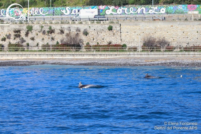 Tursiopi vicinissimi alla costa, iniziata la primavera dei cetacei (foto) Tursiopi vicinissimi alla costa, iniziata la primavera dei cetacei (foto)