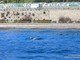 Tursiopi vicinissimi alla costa, iniziata la primavera dei cetacei (foto)