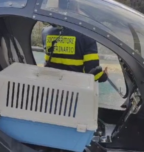 A Imperia arriva l'elisoccorso per salvare gli animali in difficoltà (Foto e video) A Imperia arriva l'elisoccorso per salvare gli animali in difficoltà (Foto e video)