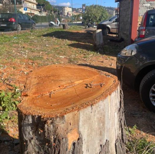 A Imperia abbattuti tre alberi di eucaliptus al Parco Urbano, protestano gli ambientalisti A Imperia abbattuti tre alberi di eucaliptus al Parco Urbano, protestano gli ambientalisti