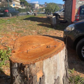 A Imperia abbattuti tre alberi di eucaliptus al Parco Urbano, protestano gli ambientalisti A Imperia abbattuti tre alberi di eucaliptus al Parco Urbano, protestano gli ambientalisti
