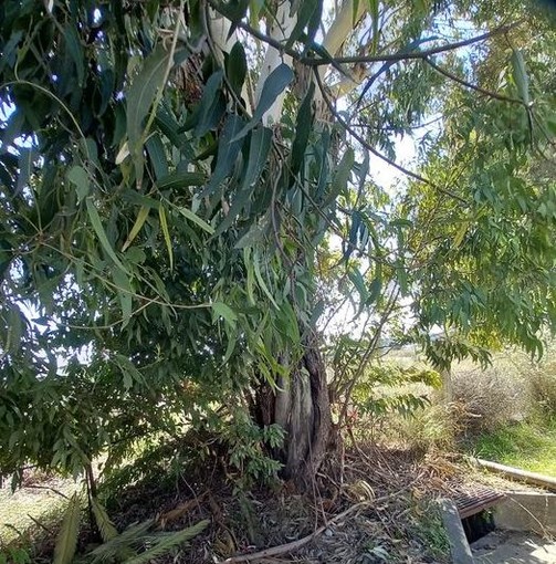 Dopo le ciminiere gli eucalypti, a Imperia nasce una pagina social per tutelarli Dopo le ciminiere gli eucalypti, a Imperia nasce una pagina social per tutelarli