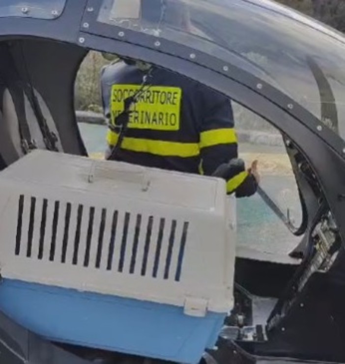 A Imperia arriva l'elisoccorso per salvare gli animali in difficoltà (Foto e video) A Imperia arriva l'elisoccorso per salvare gli animali in difficoltà (Foto e video)