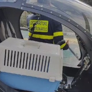 A Imperia arriva l'elisoccorso per salvare gli animali in difficoltà (Foto e video)