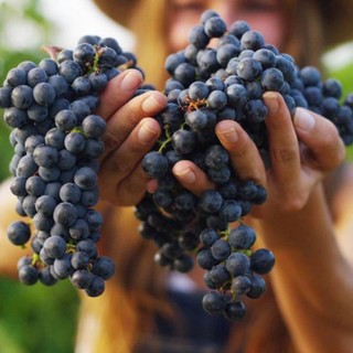 Festa dell'Uva a Pornassio