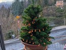 Cosio d'Arroscia, rubato l'alberello di Natale: l'appello social della Pro Loco