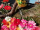 Florovivaismo: fiori in piazza per denunciare le pesanti ripercussioni causate dal covid-19