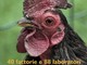 Fattorie aperte: l'educational in Liguria che porta buoni frutti, al via la 12ª edizione Fattorie aperte: l'educational in Liguria che porta buoni frutti, al via la 12ª edizione