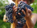 Festa dell'Uva a Pornassio