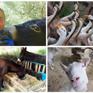 Cinzia Ferrara vicina al sogno di salvare i suoi animali: servono 5mila euro per il trasferimento in una cascina piemontese, in provincia di Asti