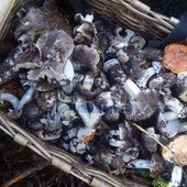 Raccolta funghi in sicurezza, i consigli del Gruppo micologico imperiese Raccolta funghi in sicurezza, i consigli del Gruppo micologico imperiese