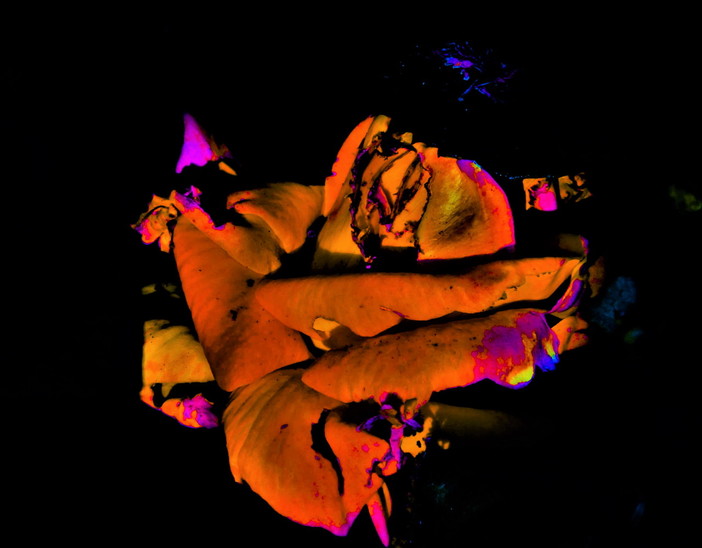 A Giulia Quaranta Provenzano, poetessa imperiese conferita la Menzione di Merito da Aletti Editore A Giulia Quaranta Provenzano, poetessa imperiese conferita la Menzione di Merito da Aletti Editore