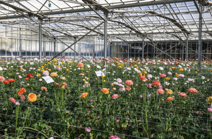 Indagine Istat, +6,9% di superficie agricola utilizzata a Imperia in 10 anni Indagine Istat, +6,9% di superficie agricola utilizzata a Imperia in 10 anni